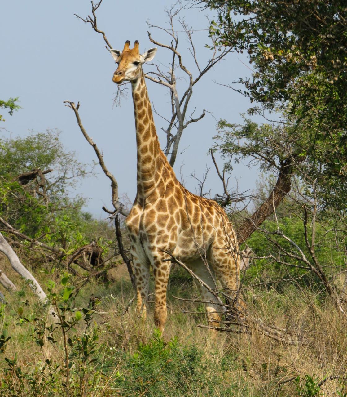 Umkhumbi Lodge Hluhluwe Zewnętrze zdjęcie