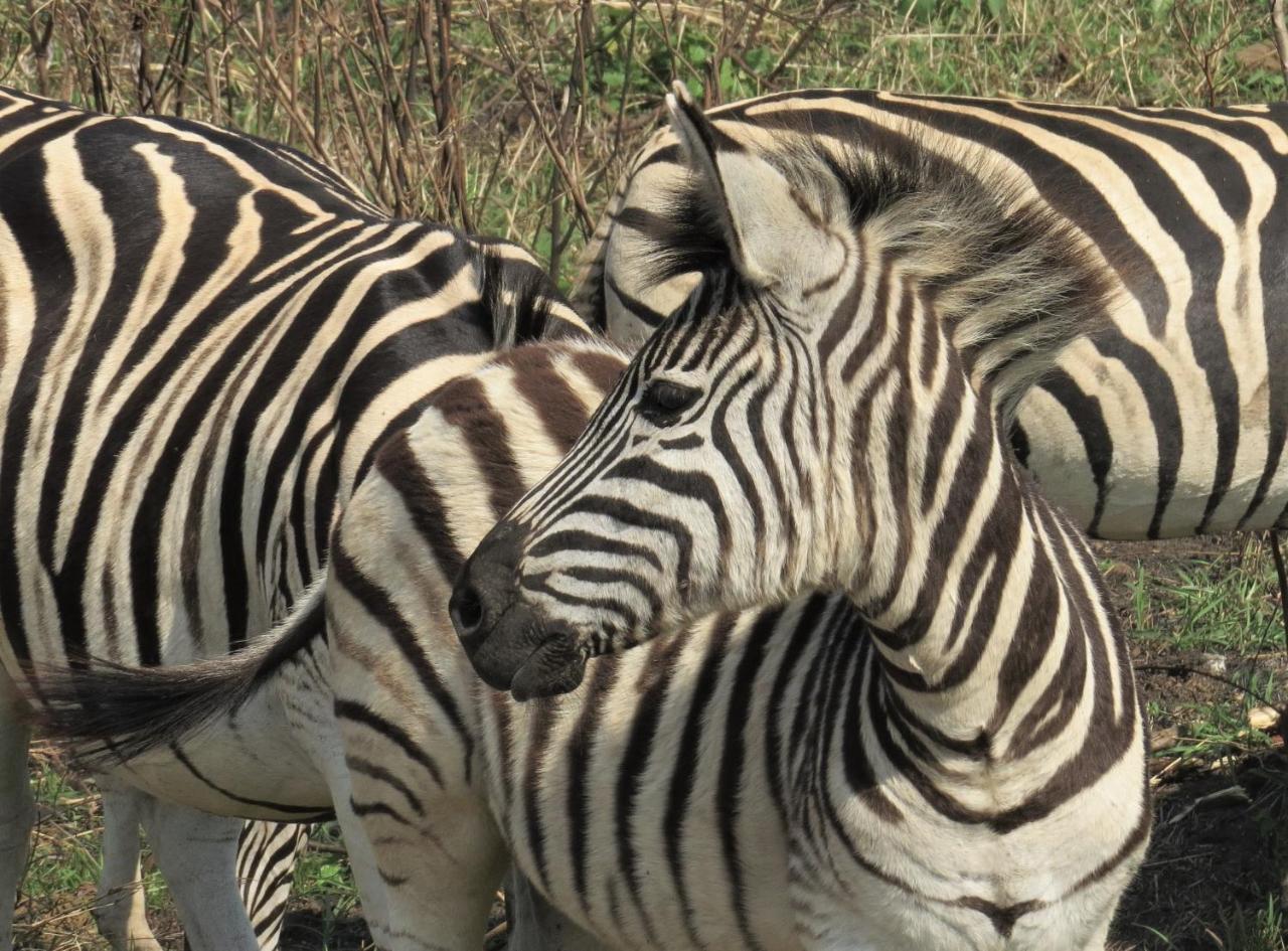 Umkhumbi Lodge Hluhluwe Zewnętrze zdjęcie